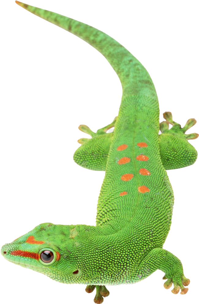 Green Lizard Free Png - Van Der Waals Bindung (900x1000), Png Download