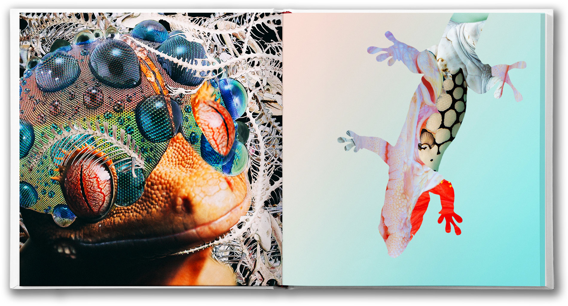Scott Zukowski - Cute Lizard (1920x1050), Png Download