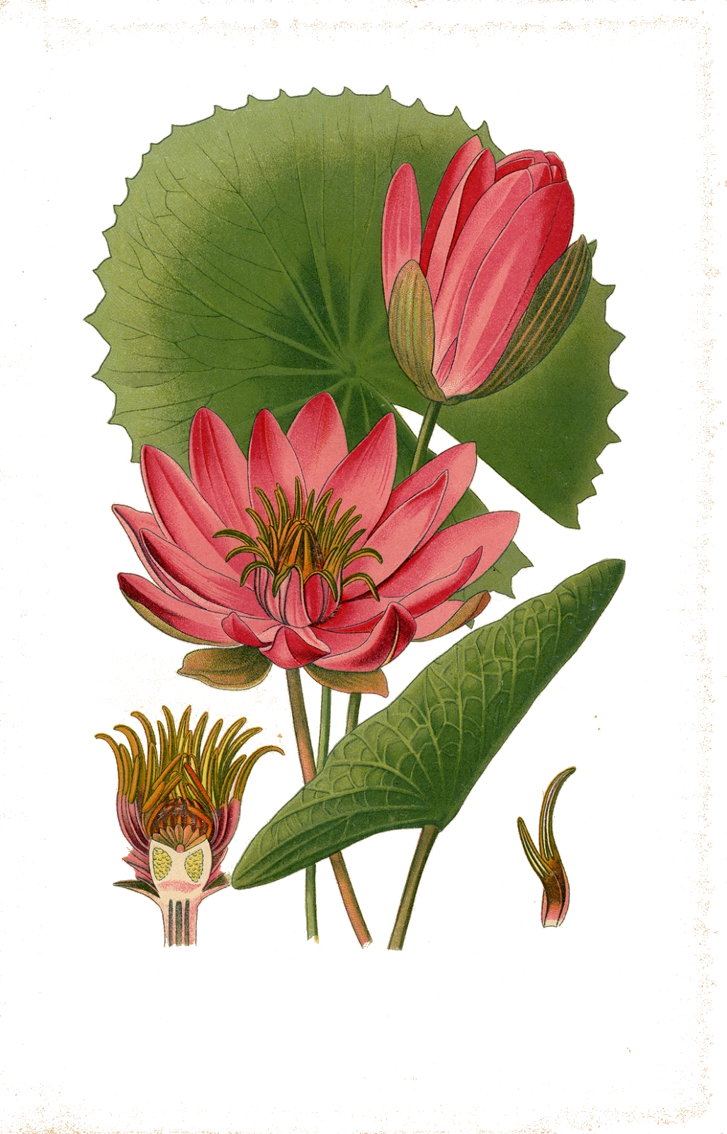 Water Lily Png Transparent Images - Botanical Illustration Lotus (1026x1600), Png Download