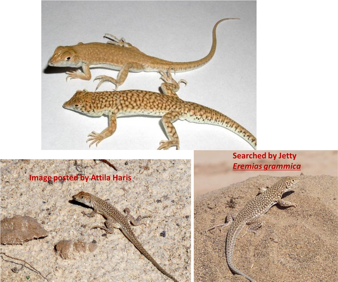 Libyan Lizards (1203x990), Png Download