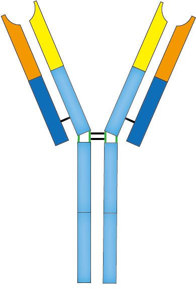 201603 Antibody - Antibody (389x596), Png Download