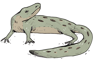 Lizard (800x215), Png Download