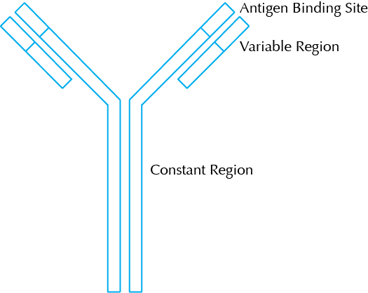 What Is An Antibody - Antibody Diagram (525x418), Png Download