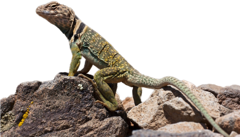 Faroz' Dan Png Kertenkele Resimleri, Png Kertenkele - Eidechse Transparent (800x533), Png Download