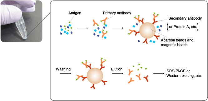 In Ip, An Antibody Is Added First To A Mixture Containing - Co Ip (715x360), Png Download