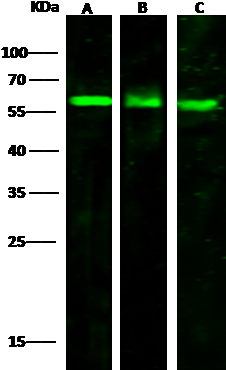 Anti-vnn2 Antibody Images - Cd3d (471x385), Png Download