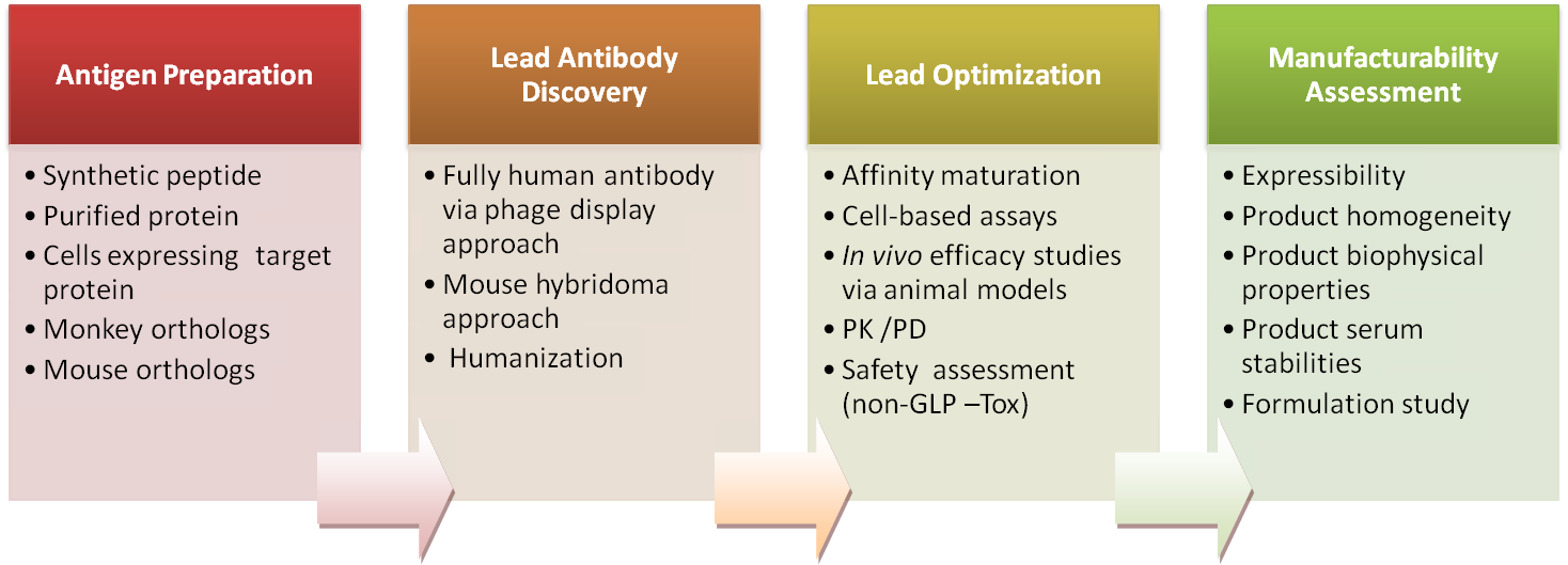 Reagent Antibody Provision - Antibody Drug Development Process (1468x529), Png Download