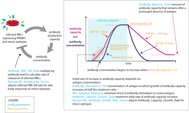 Images/malaria Infection Immunity Adaptive Response - Diagram (770x468), Png Download
