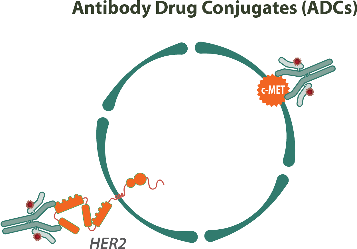 Antibody Drug Conjugates - Antibody Drug Conjugates Therapeutics (1299x928), Png Download