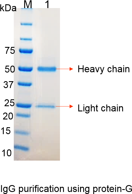 Igg Monoclonal Antibody Gel (504x716), Png Download