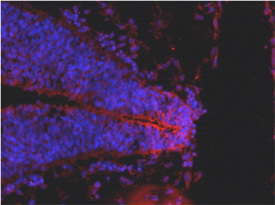 Anti-gpr177 Antibody - Antibody (400x400), Png Download