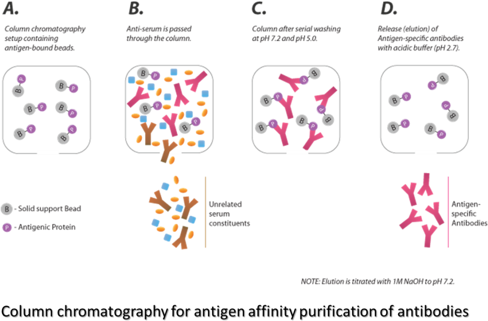 Antibody Purification - Antibody (1090x729), Png Download