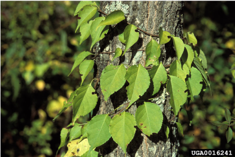 In Fact, Three Of The Most Common Invasive Plants In - Leaves That Wrap Around Tree (507x355), Png Download