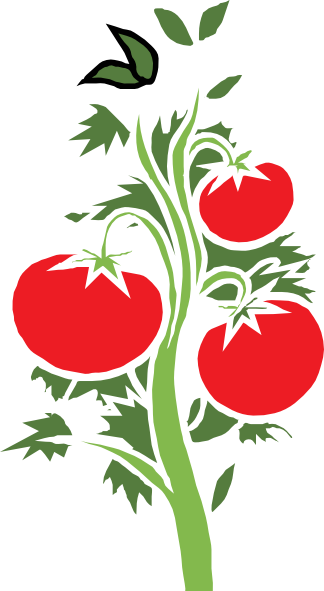 Tomato Vine - Tomato Plant Icon Png (324x591), Png Download