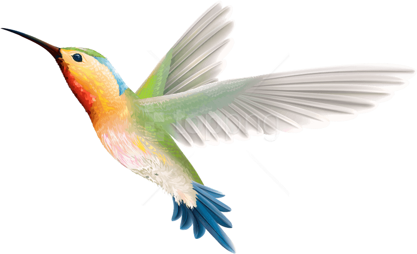 Free Png Birds Png Images Transparent - Hummingbird Png (850x520), Png Download