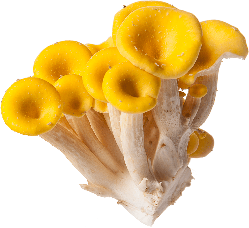 Yellow Golden Mushroom - Oyster Mushroom (1000x891), Png Download