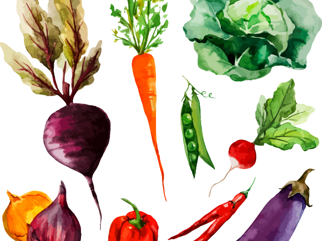 Drawn Vegetable Radish - Watercolor Vegetables Drawing Png (640x480), Png Download
