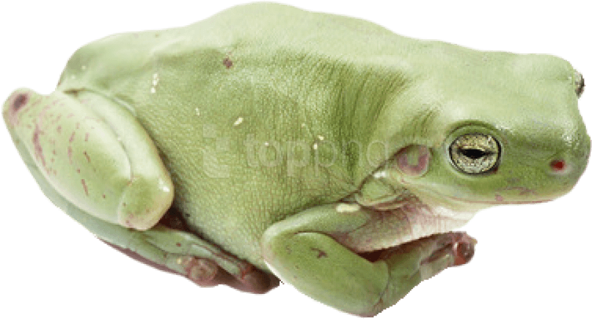 Free Png Frog Png Images Transparent - Will You Be My Big Frog (851x458), Png Download