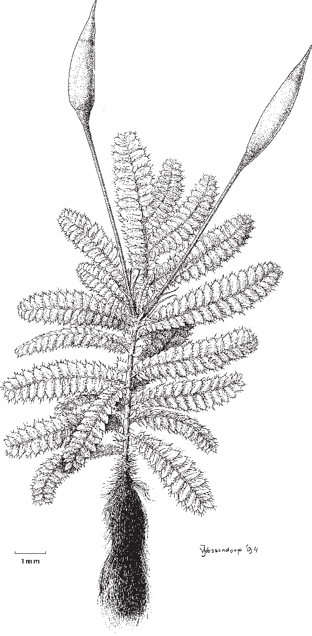 Moss Drawing Scientific - Pond Pine (611x1246), Png Download