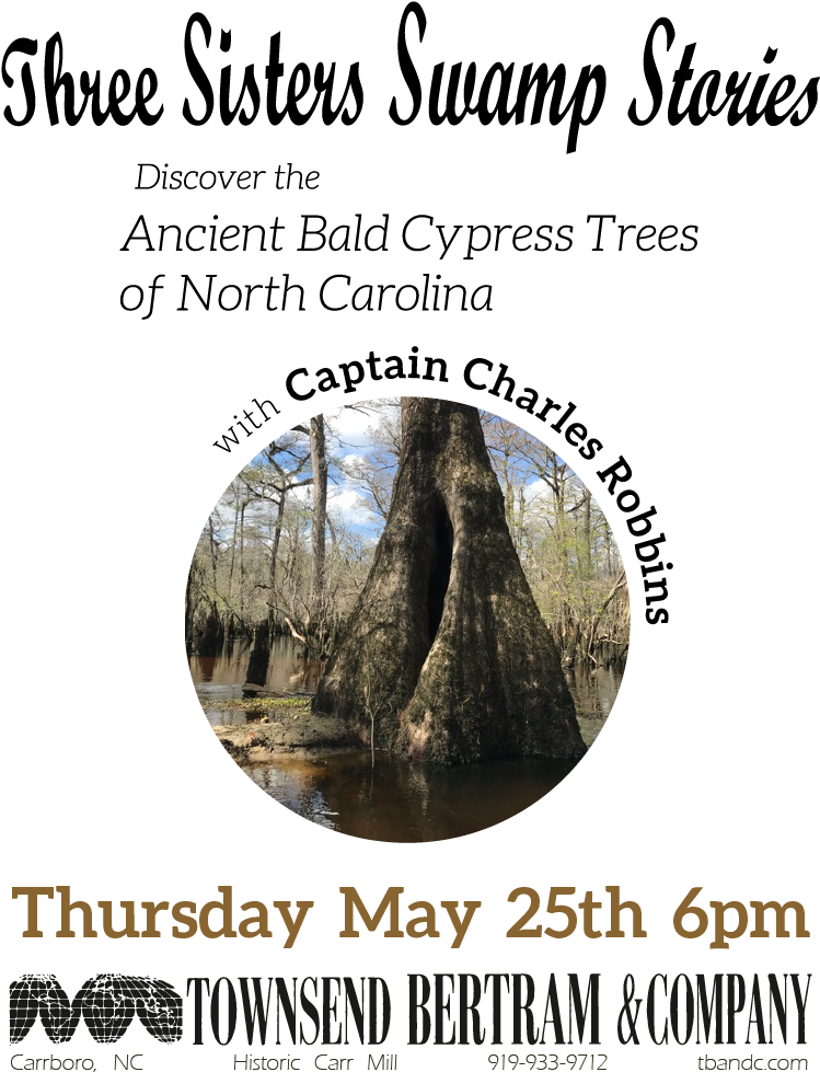 Cypress Tree Png (801x1036), Png Download