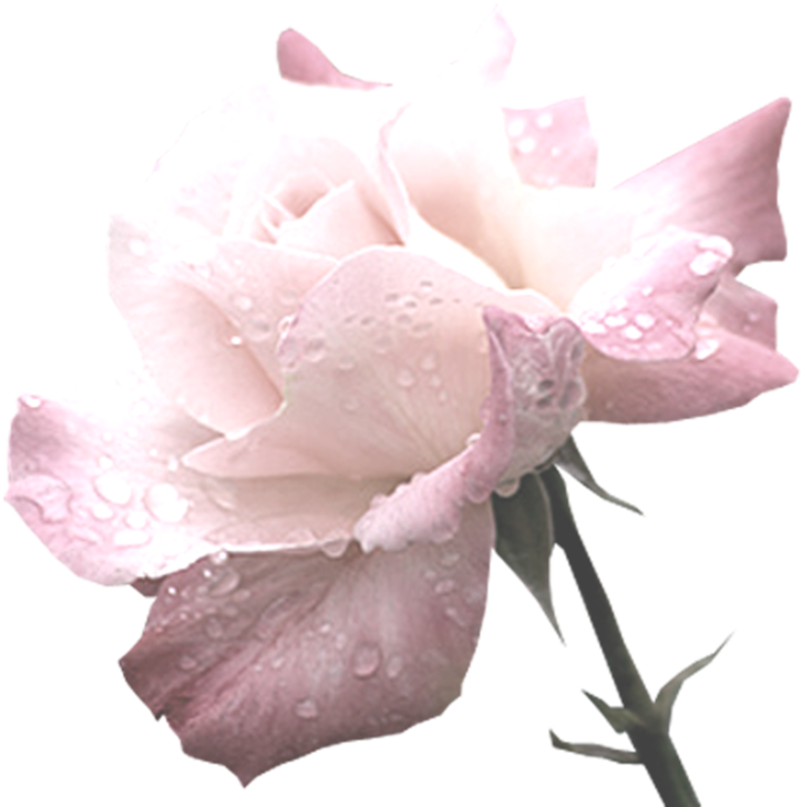 Green Flowers Pngs - Garden Roses (722x800), Png Download