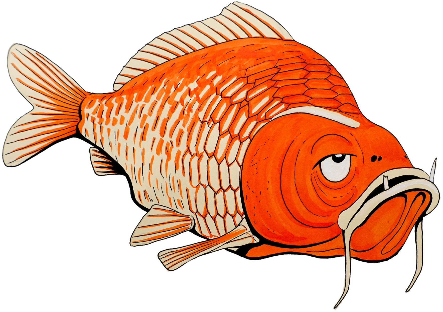 Drawing Goldfish Pretty - Goldfish (1920x1919), Png Download