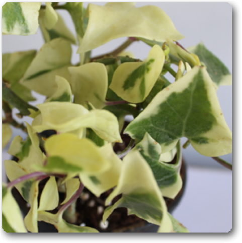 Houseplant (650x489), Png Download