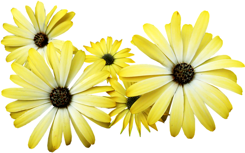 Daisies, Yellow, Flowers, Garden, Nature - Yellow Daisy Png (960x608), Png Download