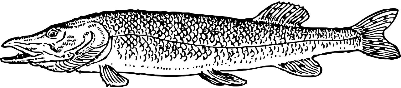 Fish Type Scales Fishing Pike Png Image - Pike Clipart (1280x640), Png Download