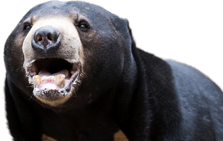 Sun Bear Foreground - Sun Bear (768x485), Png Download