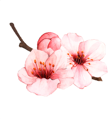 Cherry Blossom (480x480), Png Download
