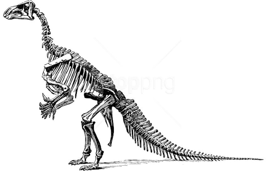 Free Png Download Tyrannosaurus Fossil Skeleton Png - Clipart Of Dinosaur Bones (850x548), Png Download
