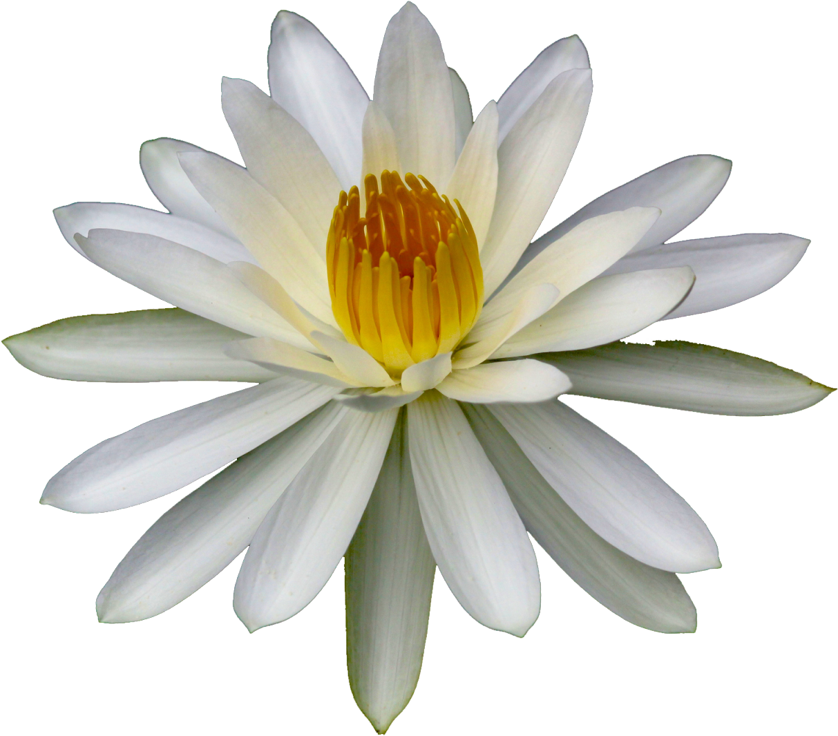 Get Free High Quality Hd Wallpapers Flower Images Tumblr - Sacred Lotus (1280x1280), Png Download