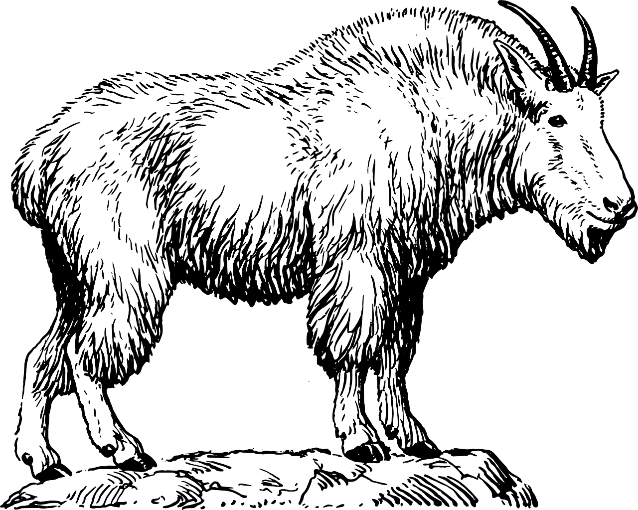 Billy Goat He Goat Goat Like - Draw A Mountain Goat (1280x1023), Png Download
