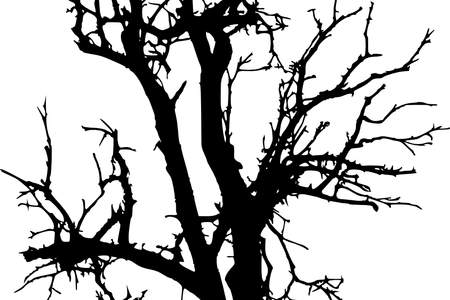 Clip Library Tree Silhouette Drawing K Pictures Full - Portable Network Graphics (450x300), Png Download