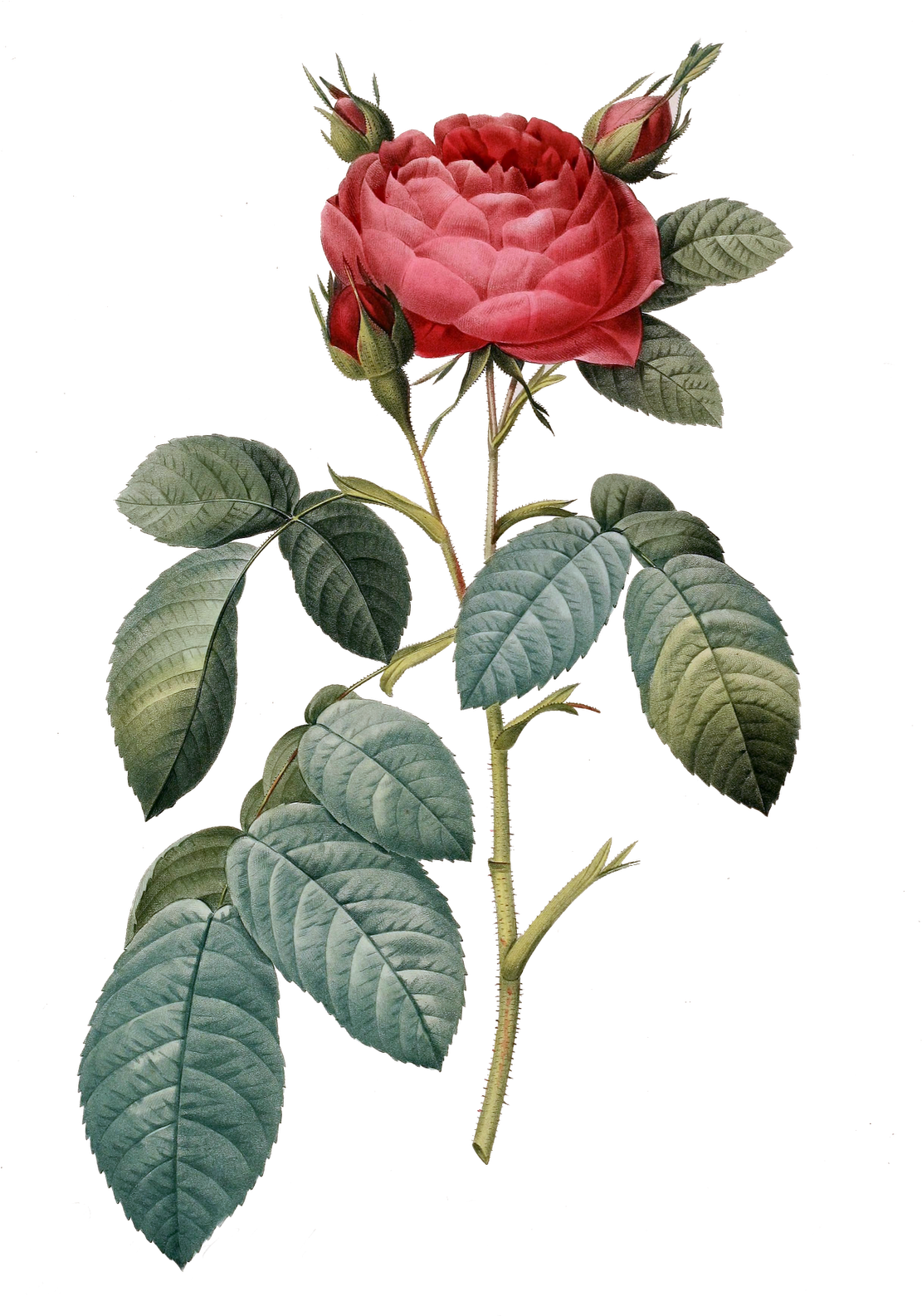 Vintage Floral, Vintage Flowers, Pink Flowers, Clipart - Redoute Les Roses 1817 (1112x1600), Png Download