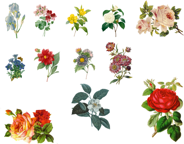Download Vintage Plants Png Clipart Garden Roses Floral - Vintage Flowers Lily Png (600x471), Png Download