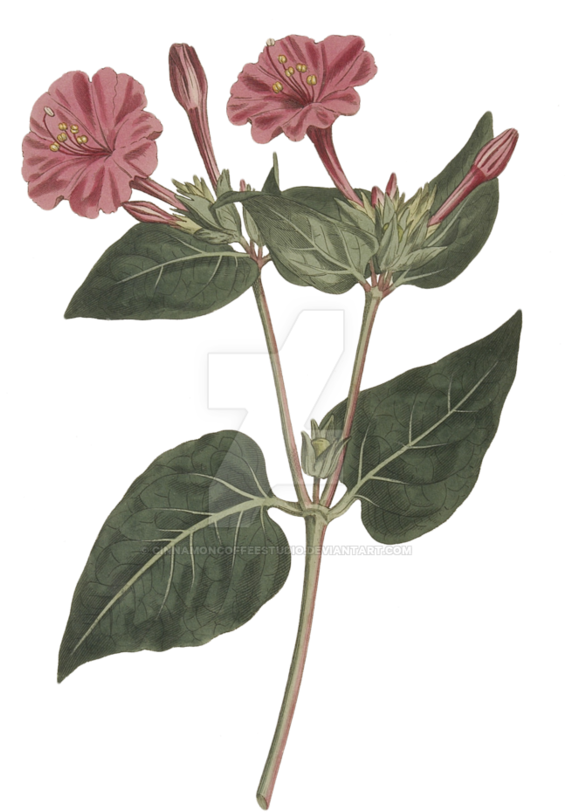 Png By Cinnamoncoffeestudio On Deviantart - Marvel Of Peru (894x894), Png Download