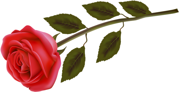 Flores (52) - Rose Day 2012 (700x446), Png Download