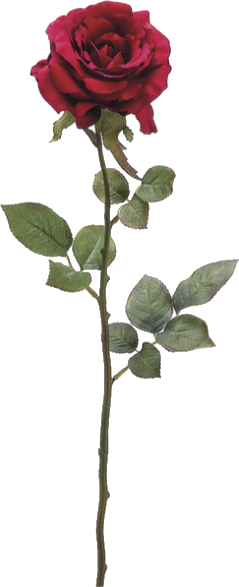 Superposiciones, Rosas Rojas, Tablas De Estado De Ánimo, - Watercolor Rose With Stem (1039x2048), Png Download