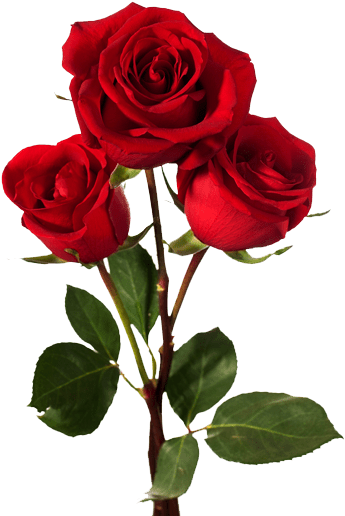 Oliendo Aromas De Pétalos, Rosas Rojas - Dark Red Roses (486x520), Png Download