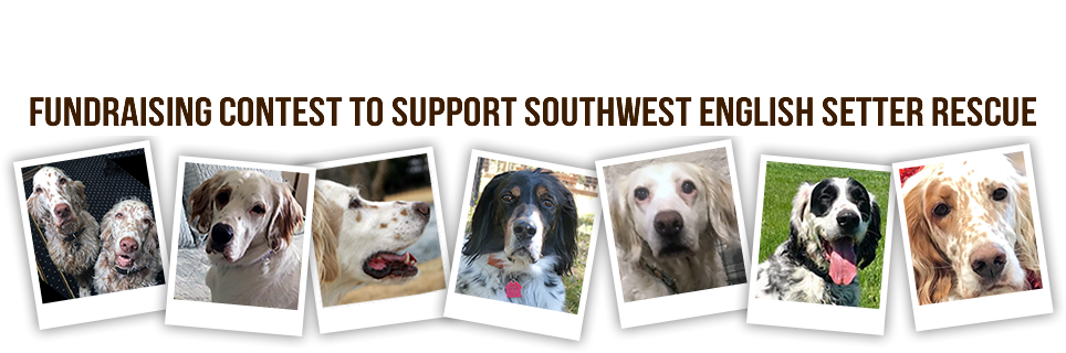 English Setter (980x352), Png Download