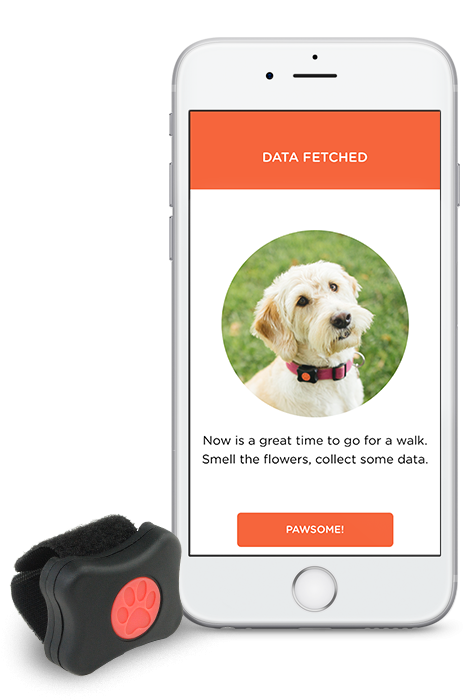 Pitpatpet-1 - Dog (479x707), Png Download