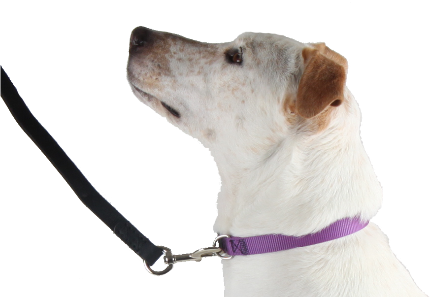 Flat Collar - Companion Dog (873x603), Png Download