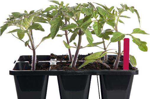 Blank Stakes & Tags, Garden Center - Stock Photography (508x336), Png Download