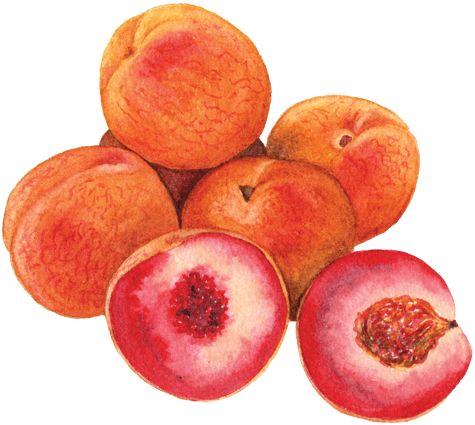 Indian Blood Peaches - Blood Peaches (500x496), Png Download