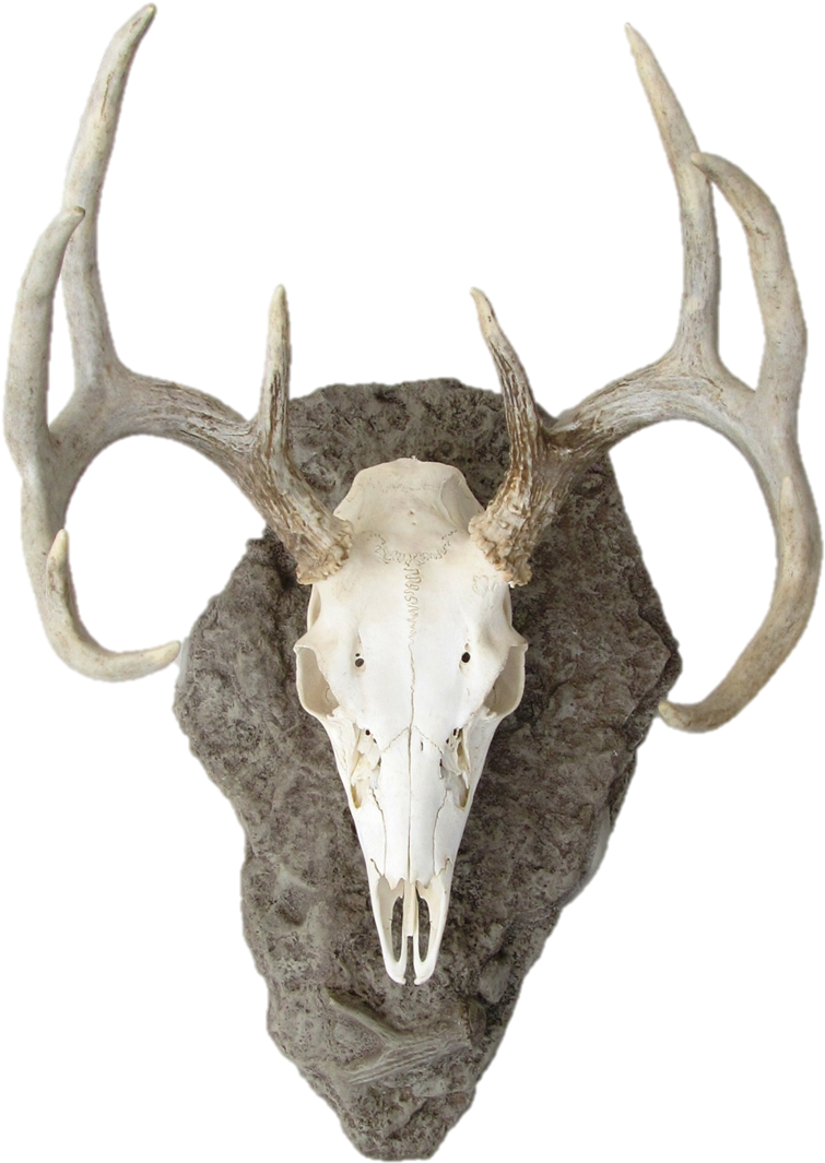 Deer Skull Png - Mounted Deer Head Png (816x1125), Png Download