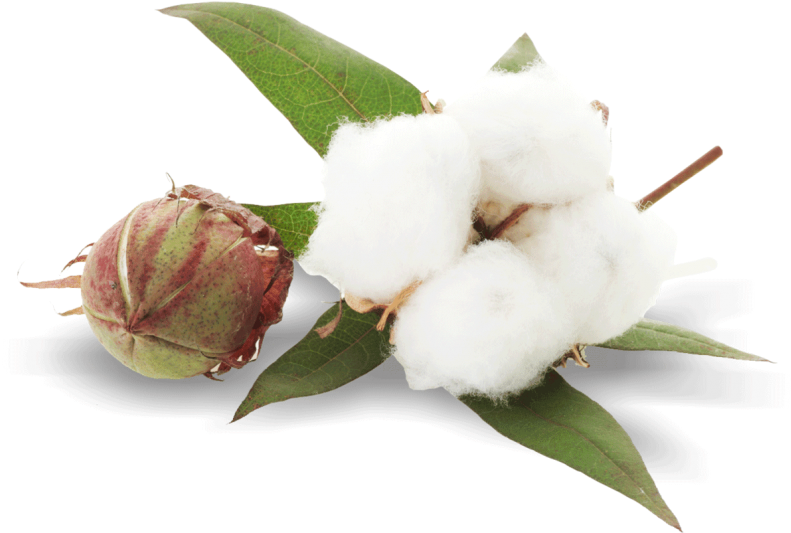 Free Png Cotton Plant Png Images Transparent - Cotton Plant Png (850x532), Png Download