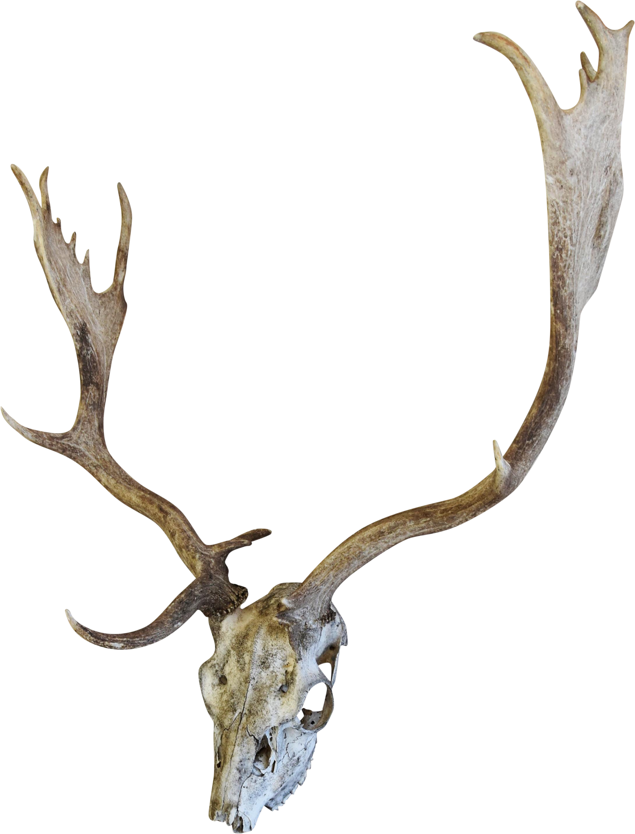 English Fallow Deer Skull Chairish - Drawing (2424x3186), Png Download