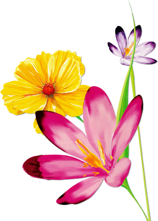 Cotton Clipart Magnolia Watercolor - Watercolor Flower And Butterfly (600x750), Png Download